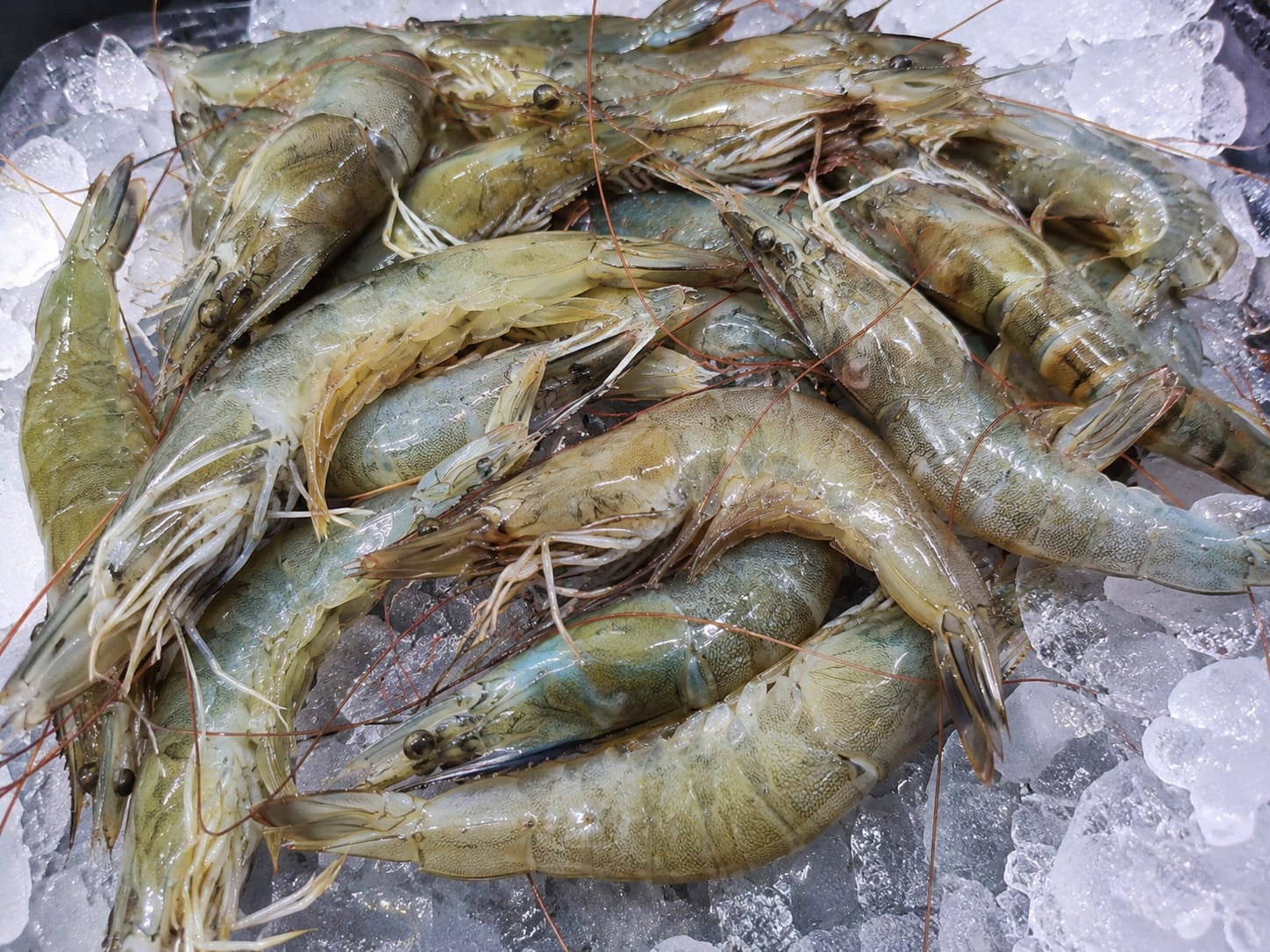 Fresh Water Prawn