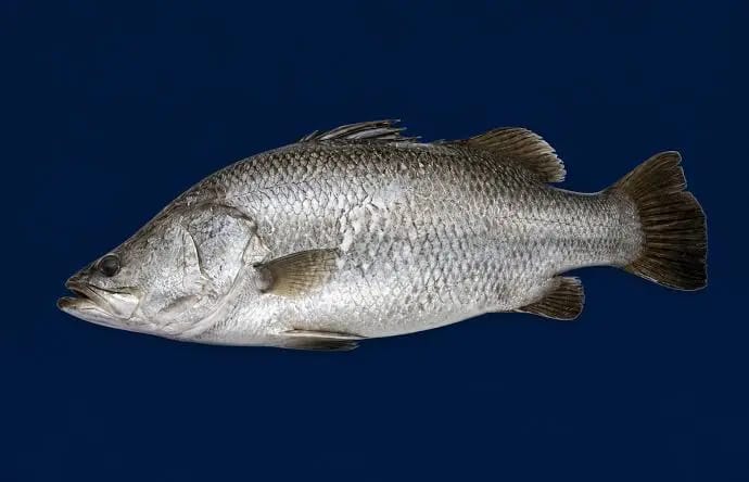 Koduva (Sea Bass)
