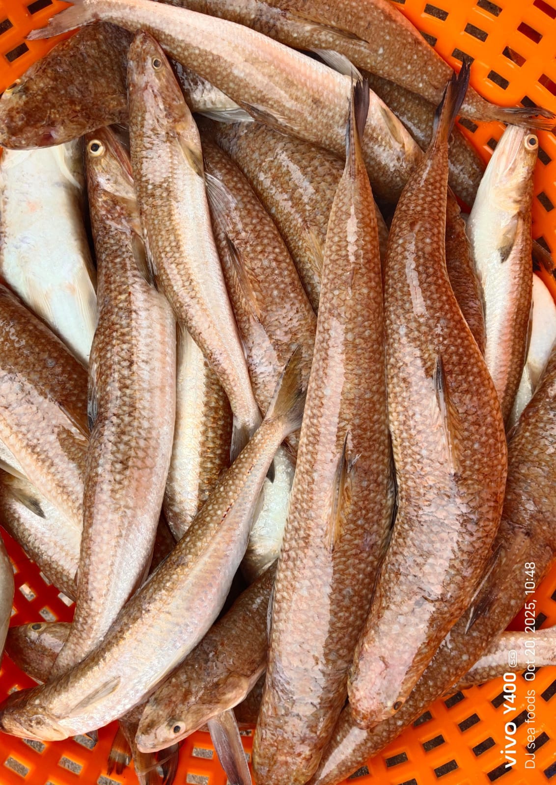 Lizardfish
