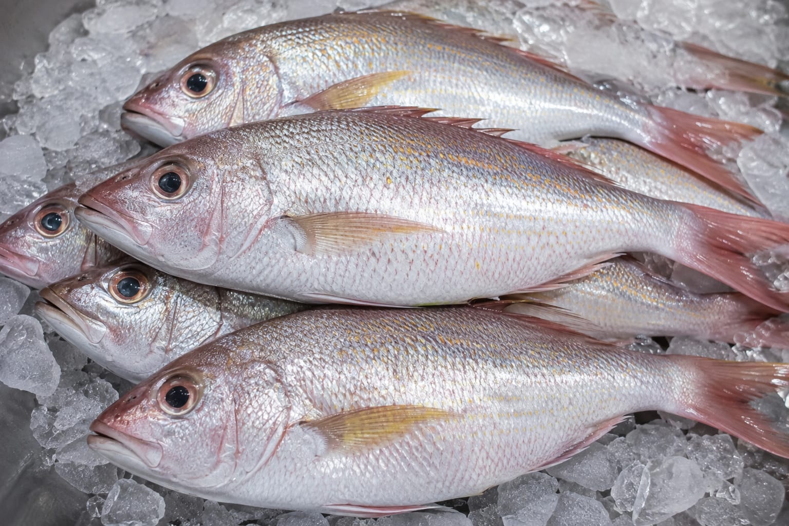 Sankara (Red Snapper)