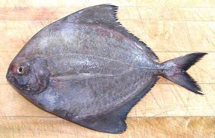 White Pomfret (Vellai Vavval)