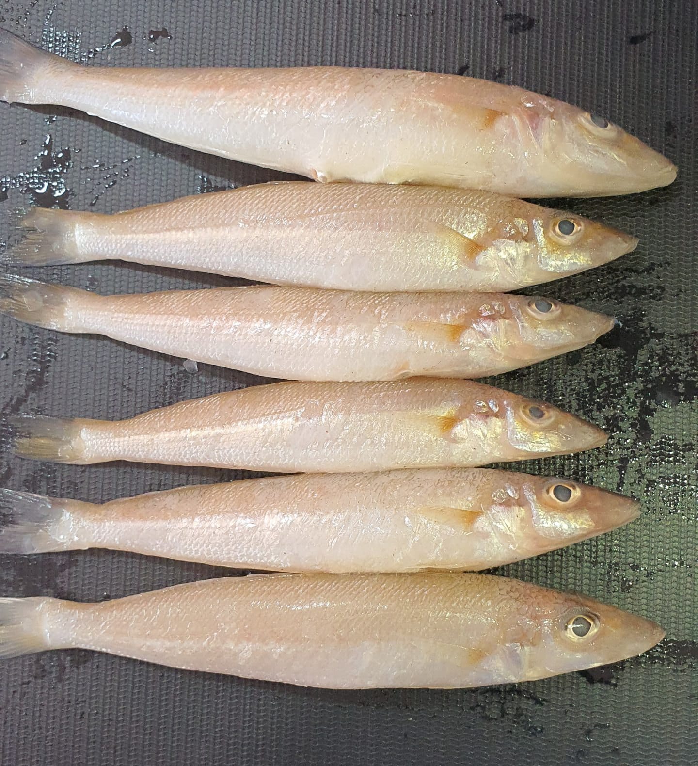 Vella Kilangan